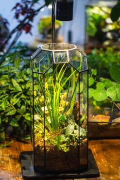 5W Warm White Black LED Grow Light Adjustable With Black Matte Stand, Or Terrarium, Moss, Shade Plants, Multi Size Available Customizable -39cm / 15.4 -Ncyp Garden Sale Shop IMG 8973