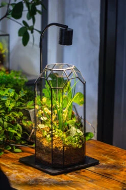 5W Warm White Black LED Grow Light Adjustable With Black Matte Stand, Or Terrarium, Moss, Shade Plants, Multi Size Available Customizable -39cm / 15.4 -Ncyp Garden Sale Shop IMG 8977