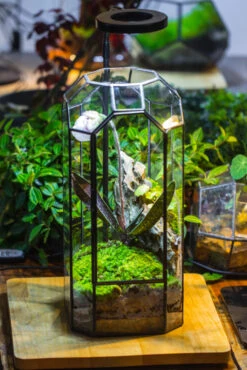 Vintage Tall Octagon Geometric Tin Glass Terrarium , 12.6" , Close, Suitable For Tall Plants, Orchid, Small Begonia Pitcher, Micro Landscape -with White Light Set 30 Vintage Tall Octagon Geometric Tin Glass Terrarium , 12.6" , Close, Suitable For Tall Plants, Orchid, Small Begonia Pitcher, Micro Landscape -with White Light Set -Ncyp Garden Sale Shop IMG 8978 2