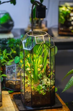 Vintage Tall Octagon Geometric Tin Glass Terrarium , 12.6" , Open, Suitable For Tall Plants, Orchid, Small Begonia Pitcher, Micro Landscape -with Warm Light Set -Ncyp Garden Sale Shop IMG 8980 95ffbc43 7536 4184 b4bb db6fc71e3feb