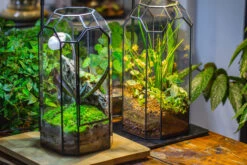 Vintage Tall Octagon Geometric Tin Glass Terrarium , 12.6" , Close, Suitable For Tall Plants, Orchid, Small Begonia Pitcher, Micro Landscape -with White Light Set 31 Vintage Tall Octagon Geometric Tin Glass Terrarium , 12.6" , Close, Suitable For Tall Plants, Orchid, Small Begonia Pitcher, Micro Landscape -with White Light Set -Ncyp Garden Sale Shop IMG 8981 ba80d9b1 8c98 4304 b596 ad5920da47d8