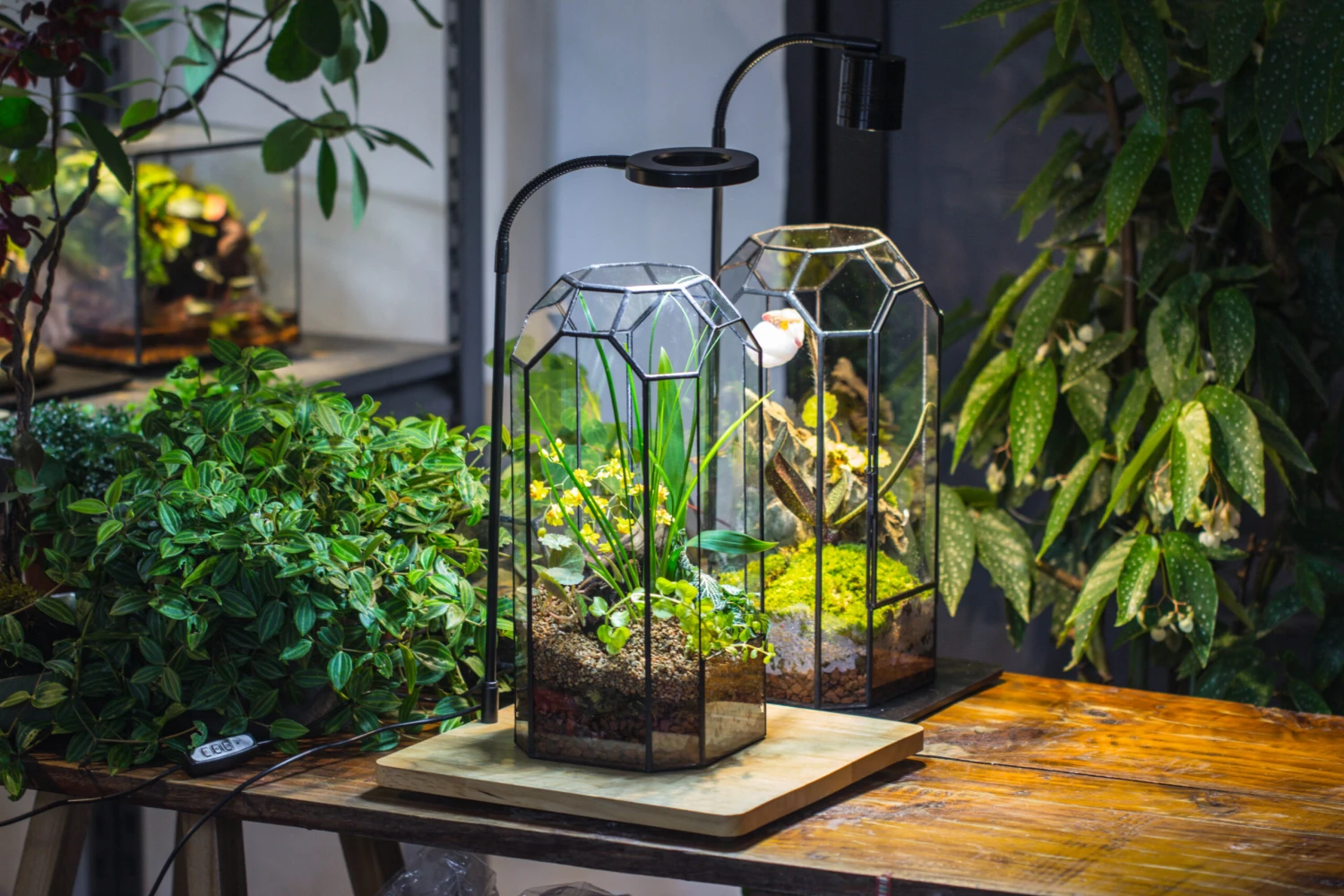 Vintage Tall Octagon Geometric Tin Glass Terrarium , 12.6" , Close, Suitable For Tall Plants, Orchid, Small Begonia Pitcher, Micro Landscape -with White Light Set 10 Vintage Tall Octagon Geometric Tin Glass Terrarium , 12.6" , Close, Suitable For Tall Plants, Orchid, Small Begonia Pitcher, Micro Landscape -with White Light Set - Image 10