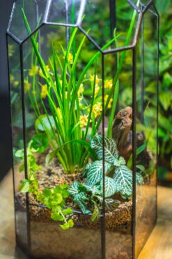 Vintage Tall Octagon Geometric Tin Glass Terrarium , 12.6" , Open, Suitable For Tall Plants, Orchid, Small Begonia Pitcher, Micro Landscape -with White Light Set -Ncyp Garden Sale Shop IMG 8984