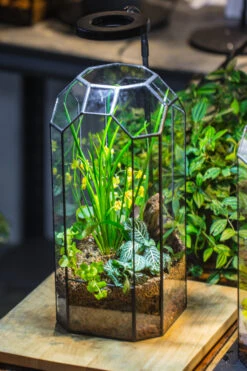 Vintage Tall Octagon Geometric Tin Glass Terrarium , 12.6" , Open, Suitable For Tall Plants, Orchid, Small Begonia Pitcher, Micro Landscape -with White Light Set -Ncyp Garden Sale Shop IMG 8985