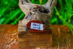 Driftwood For Moss Terrarium, Miniature, Micro Landscape,T8007 -Ncyp Garden Sale Shop IMG 8986