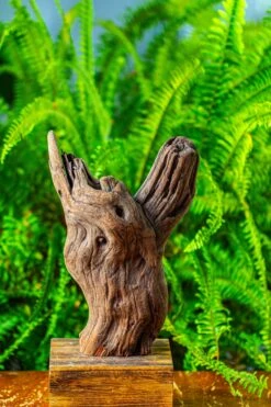 Driftwood For Moss Terrarium, Miniature, Micro Landscape,T8007 -Ncyp Garden Sale Shop IMG 8989 9f05943d 791e 4a90 81de 3b1184ea93bf