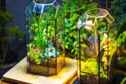 Vintage Tall Octagon Geometric Tin Glass Terrarium , 12.6" , Open, Suitable For Tall Plants, Orchid, Small Begonia Pitcher, Micro Landscape -with White Light Set -Ncyp Garden Sale Shop IMG 8989 fe32944c 892c 4238 b635 b7fe40161d5f