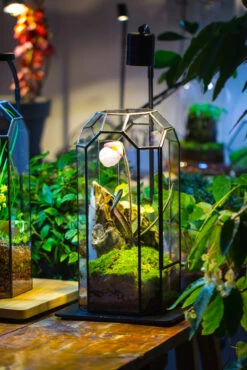 Vintage Tall Octagon Geometric Tin Glass Terrarium , 12.6" , Close, Suitable For Tall Plants, Orchid, Small Begonia Pitcher, Micro Landscape -with Warm Light Set -Ncyp Garden Sale Shop IMG 8995