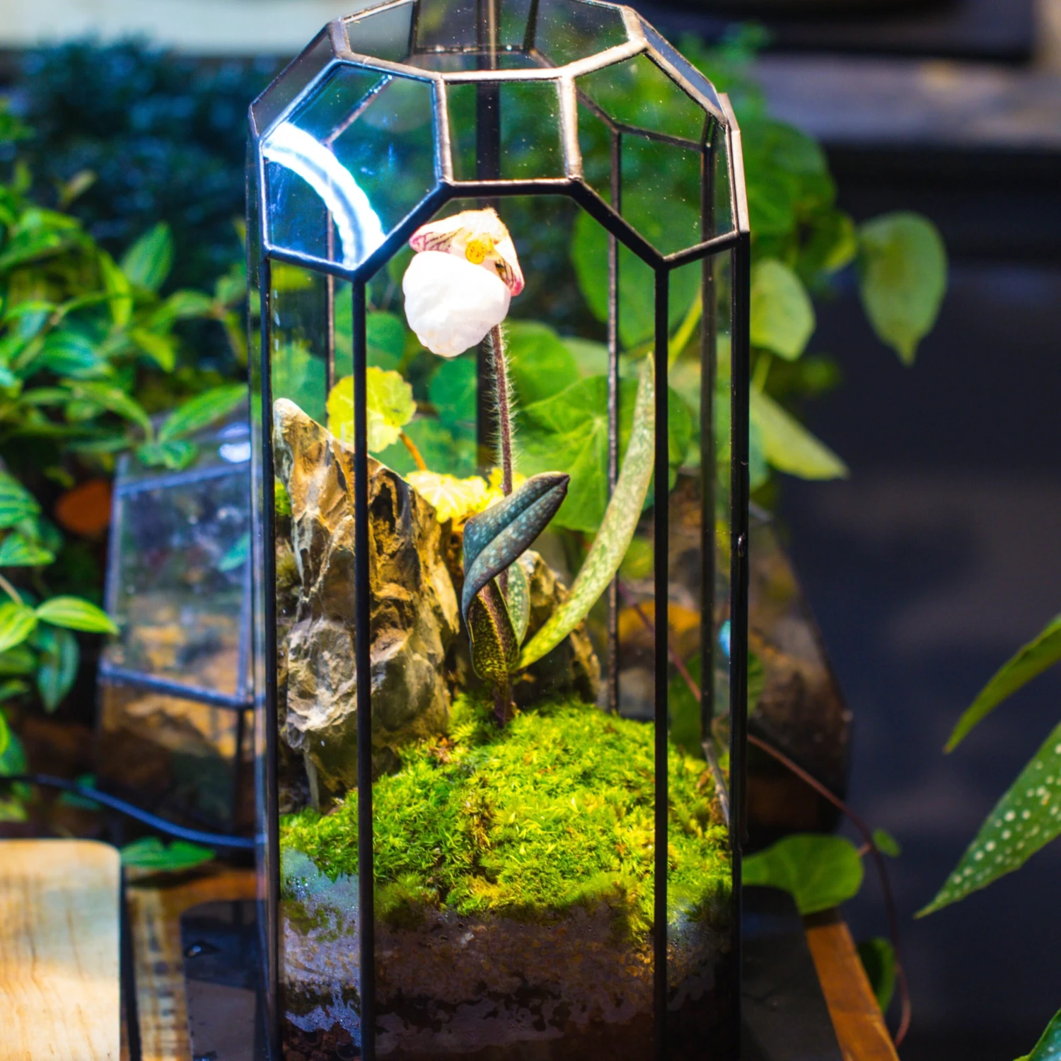 Vintage Tall Octagon Geometric Tin Glass Terrarium , 12.6" , Close, Suitable For Tall Plants, Orchid, Small Begonia Pitcher, Micro Landscape 2 Vintage Tall Octagon Geometric Tin Glass Terrarium , 12.6" , Close, Suitable For Tall Plants, Orchid, Small Begonia Pitcher, Micro Landscape - Image 2