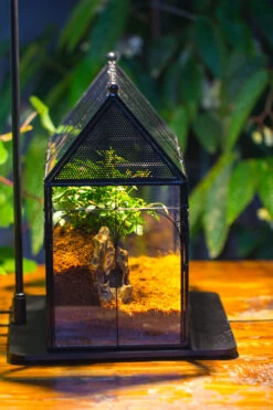 Handmade Terrarium With Light, House Shape Glass Geometric Terrarium With LED Light Set -Ncyp Garden Sale Shop IMG 9015 7ecc941a bf92 4cf9 8780 c503827501ec