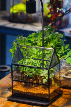 Handmade Terrarium With Light, House Shape Glass Geometric Terrarium With LED Light Set -Ncyp Garden Sale Shop IMG 9018 7339248d 63aa 4981 85ab beb37a4dc879