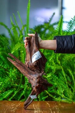 Driftwood For Moss Terrarium, Miniature, Micro Landscape, H8002 -Ncyp Garden Sale Shop IMG 9023 a42ea42b e327 403d b64c cfe62924ca22