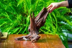 Driftwood For Moss Terrarium, Miniature, Micro Landscape, H8002 -Ncyp Garden Sale Shop IMG 9024 b583061e 8521 4623 99fc 474a94d9f1b8