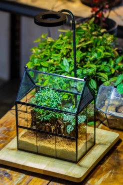 Handmade Terrarium With Light, House Shape Glass Geometric Terrarium With LED Light Set -Ncyp Garden Sale Shop IMG 9030 27517ae2 d85d 448e a9de 1698a2f6cf9d