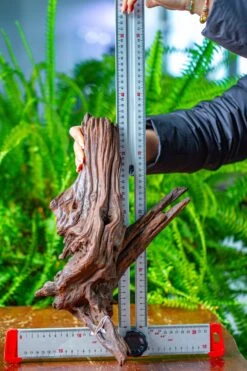 Driftwood For Moss Terrarium, Miniature, Micro Landscape, H8002 -Ncyp Garden Sale Shop IMG 9030 7626fdb7 75aa 4163 8aed b2dfe7531715