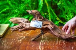 Driftwood For Moss Terrarium, Miniature, Micro Landscape, H8005 -Ncyp Garden Sale Shop IMG 9031