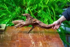 Driftwood For Moss Terrarium, Miniature, Micro Landscape, H8005 -Ncyp Garden Sale Shop IMG 9032