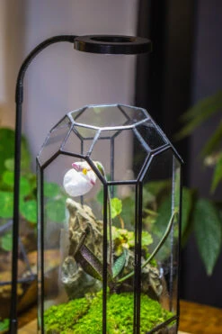 Vintage Tall Octagon Geometric Tin Glass Terrarium , 12.6" , Close, Suitable For Tall Plants, Orchid, Small Begonia Pitcher, Micro Landscape -with White Light Set 27 Vintage Tall Octagon Geometric Tin Glass Terrarium , 12.6" , Close, Suitable For Tall Plants, Orchid, Small Begonia Pitcher, Micro Landscape -with White Light Set -Ncyp Garden Sale Shop IMG 9033