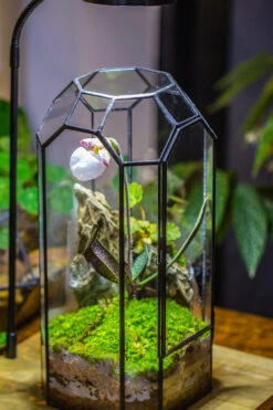 Vintage Tall Octagon Geometric Tin Glass Terrarium , 12.6" , Close, Suitable For Tall Plants, Orchid, Small Begonia Pitcher, Micro Landscape -with White Light Set 28 Vintage Tall Octagon Geometric Tin Glass Terrarium , 12.6" , Close, Suitable For Tall Plants, Orchid, Small Begonia Pitcher, Micro Landscape -with White Light Set -Ncyp Garden Sale Shop IMG 9034