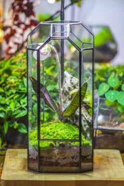 Vintage Tall Octagon Geometric Tin Glass Terrarium , 12.6" , Close, Suitable For Tall Plants, Orchid, Small Begonia Pitcher, Micro Landscape -with White Light Set 24 Vintage Tall Octagon Geometric Tin Glass Terrarium , 12.6" , Close, Suitable For Tall Plants, Orchid, Small Begonia Pitcher, Micro Landscape -with White Light Set -Ncyp Garden Sale Shop IMG 9037