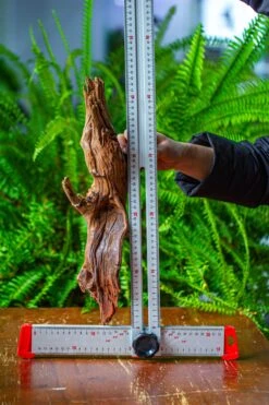 Driftwood For Moss Terrarium, Miniature, Micro Landscape, H8005 -Ncyp Garden Sale Shop IMG 9038