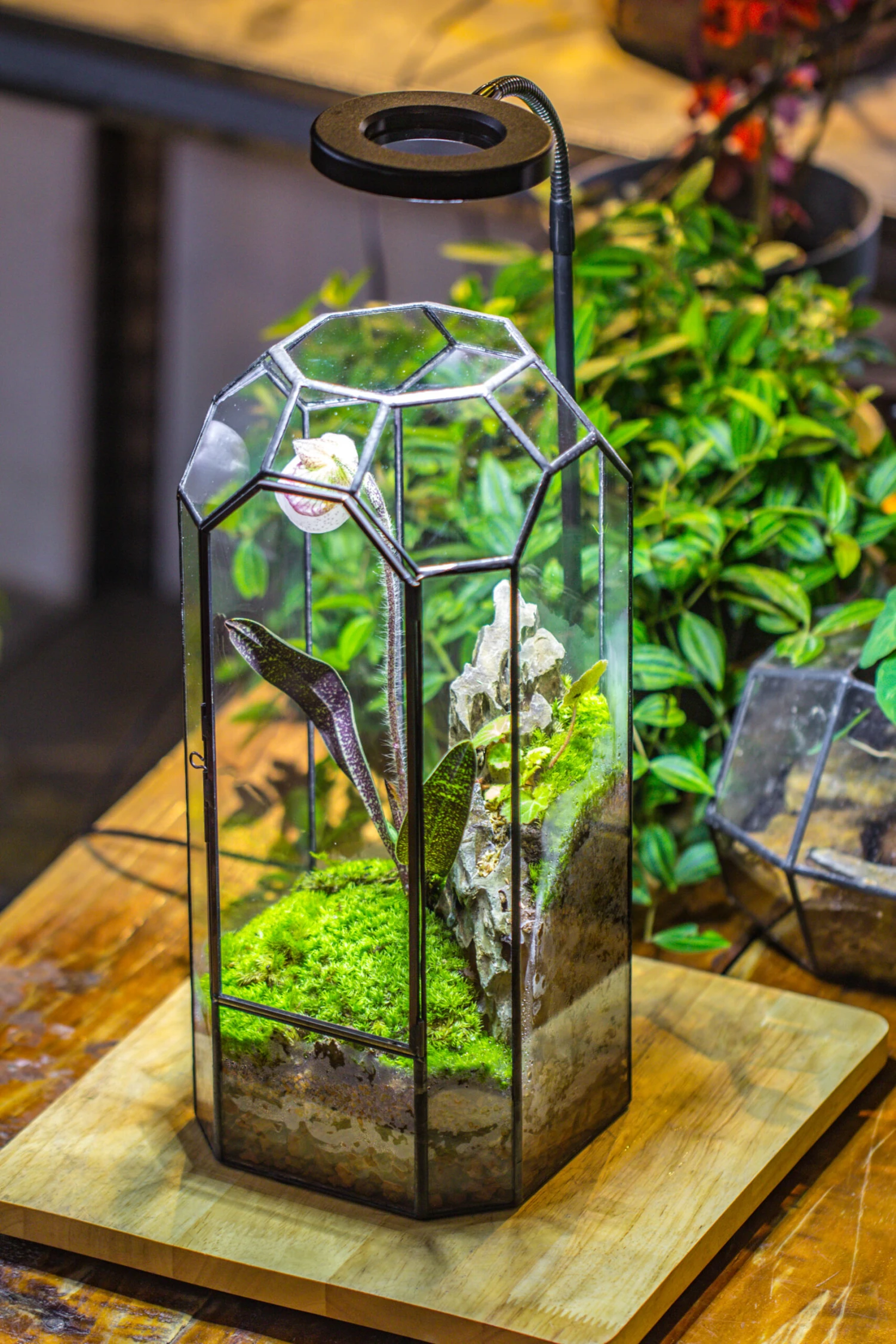 Vintage Tall Octagon Geometric Tin Glass Terrarium , 12.6" , Close, Suitable For Tall Plants, Orchid, Small Begonia Pitcher, Micro Landscape -with White Light Set 6 Vintage Tall Octagon Geometric Tin Glass Terrarium , 12.6" , Close, Suitable For Tall Plants, Orchid, Small Begonia Pitcher, Micro Landscape -with White Light Set - Image 6