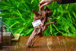 Driftwood For Moss Terrarium, Miniature, Micro Landscape, H8006 -Ncyp Garden Sale Shop IMG 9039 5aa87ddb 87ad 402f 906f 12a276728251