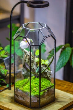 Vintage Tall Octagon Geometric Tin Glass Terrarium , 12.6" , Close, Suitable For Tall Plants, Orchid, Small Begonia Pitcher, Micro Landscape -with White Light Set 26 Vintage Tall Octagon Geometric Tin Glass Terrarium , 12.6" , Close, Suitable For Tall Plants, Orchid, Small Begonia Pitcher, Micro Landscape -with White Light Set -Ncyp Garden Sale Shop IMG 9041