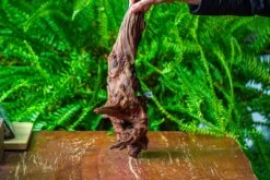 Driftwood For Moss Terrarium, Miniature, Micro Landscape, H8006 -Ncyp Garden Sale Shop IMG 9041 54840477 73aa 4ccb 81e8 3cef16a376bb