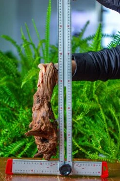 Driftwood For Moss Terrarium, Miniature, Micro Landscape, H8006 -Ncyp Garden Sale Shop IMG 9044 d12844f7 5f48 43ee 8e6d 0313ae811d73