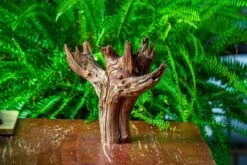 Driftwood For Moss Terrarium, Miniature, Micro Landscape, H8004 -Ncyp Garden Sale Shop IMG 9056 7f4c7bd6 df5d 4d9e b475 076a0ac899ff