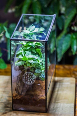 Close Geometric Glass Tin Terrarium With 3 Vents , 8x10" With Side Door, For Insects, Snail , Spider, Micro Landscape -with White Light Set -Ncyp Garden Sale Shop IMG 9058 1c0f0cb7 cf20 4318 9af0 69cea3a93daf