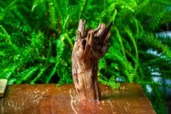 Driftwood For Moss Terrarium, Miniature, Micro Landscape, H8004 -Ncyp Garden Sale Shop IMG 9059 1e044267 5a0b 4c8a 97a3 88b4506d0a6d