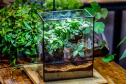 Close Geometric Glass Tin Terrarium With 3 Vents , 8x10" With Side Door, For Insects, Snail , Spider, Micro Landscape -with White Light Set -Ncyp Garden Sale Shop IMG 9060 27111286 6001 4dea 8ecb 8596906b617b