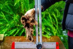 Driftwood For Moss Terrarium, Miniature, Micro Landscape, H8004 -Ncyp Garden Sale Shop IMG 9062