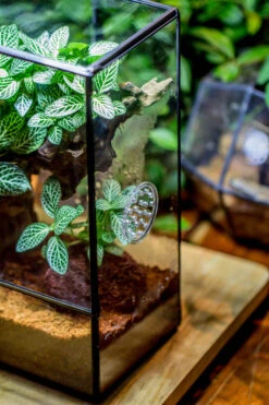Close Geometric Glass Tin Terrarium With 3 Vents , 8x10" With Side Door, For Insects, Snail , Spider, Micro Landscape -with White Light Set -Ncyp Garden Sale Shop IMG 9064 22ea42aa 93f5 4a01 9240 ed32444ab03a