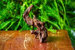 Driftwood For Moss Terrarium, Miniature, Micro Landscape, H8003 -Ncyp Garden Sale Shop IMG 9068 f6b0e44f 3f8c 4263 b881 dffda0935b7c