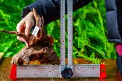 Driftwood For Moss Terrarium, Miniature, Micro Landscape, H8003 -Ncyp Garden Sale Shop IMG 9069 c3f9eeaf 6804 4728 ba33 16e0f007013a