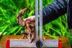 Driftwood For Moss Terrarium, Miniature, Micro Landscape, H8003 -Ncyp Garden Sale Shop IMG 9070