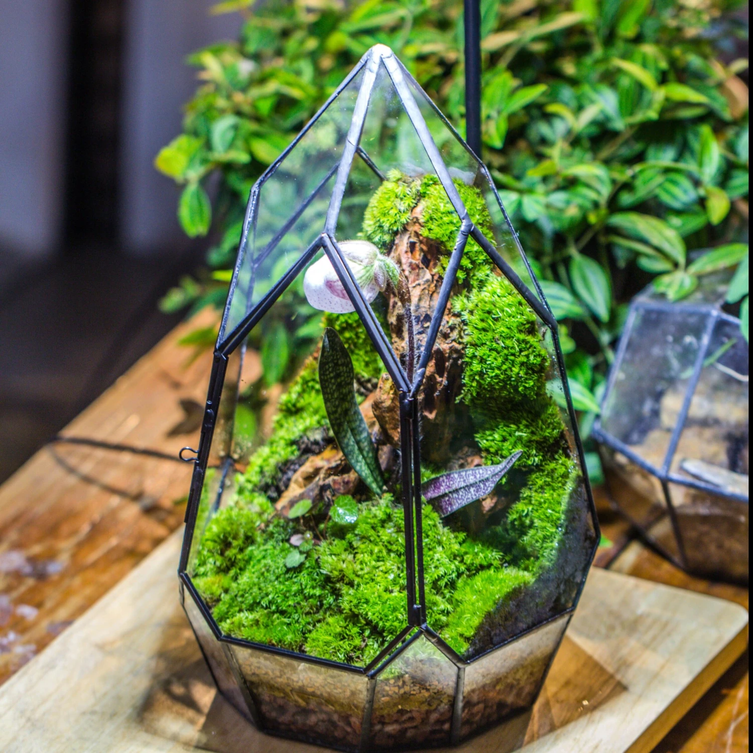 Cliff Terrarium Building DIY Set: Live Moss Cliff TearDrop Close Terrarium With Matching LED Grow Light And Base 2 Cliff Terrarium Building DIY Set: Live Moss Cliff TearDrop Close Terrarium With Matching LED Grow Light And Base - Image 2