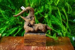 Driftwood For Moss Terrarium, Miniature, Micro Landscape,TS005 -Ncyp Garden Sale Shop IMG 9084 a7440b56 677e 40aa bba7 2673f5a96a20