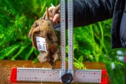 Driftwood For Moss Terrarium, Miniature, Micro Landscape,TS005 -Ncyp Garden Sale Shop IMG 9086 64de7e75 532b 4937 bd65 94fdbed7da2c