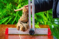 Driftwood For Moss Terrarium, Miniature, Micro Landscape,TS005 -Ncyp Garden Sale Shop IMG 9087 44c9a1af 7b31 45a1 a9f6 1fb3d2a76510