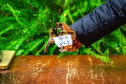 Driftwood For Moss Terrarium, Miniature, Micro Landscape,TS010 -Ncyp Garden Sale Shop IMG 9088 3e3460c4 862f 4413 a48f ae6c56544ab0