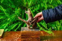 Driftwood For Moss Terrarium, Miniature, Micro Landscape,TS010 -Ncyp Garden Sale Shop IMG 9093 1fbf5b55 97a0 46d8 a886 225164453359