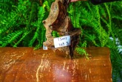Driftwood For Moss Terrarium, Miniature, Micro Landscape,TS011 -Ncyp Garden Sale Shop IMG 9096 263d59fb d514 45b3 a026 b90f356d36b9