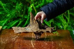 Driftwood For Moss Terrarium, Miniature, Micro Landscape,TS011 -Ncyp Garden Sale Shop IMG 9097 d2c50e4e 9754 4690 a870 83f557df49a2