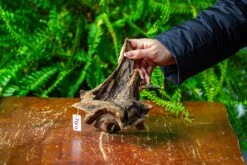 Driftwood For Moss Terrarium, Miniature, Micro Landscape,TS011 -Ncyp Garden Sale Shop IMG 9098