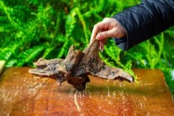 Driftwood For Moss Terrarium, Miniature, Micro Landscape,TS011 -Ncyp Garden Sale Shop IMG 9099 d4c1693c 0199 4701 8384 b94f8277bac9