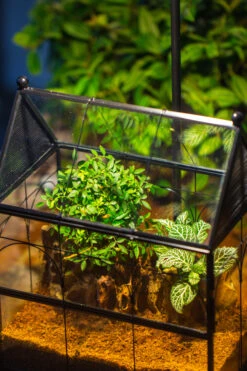 Handmade Terrarium With Light, House Shape Glass Geometric Terrarium With LED Light Set -Ncyp Garden Sale Shop IMG 9101